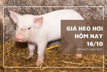 Giá heo hơi hôm nay 16/10: Thấp nhất 48.000 đồng/kg