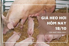 Giá heo hơi hôm nay 18/10: Tiếp tục giảm từ 1.000 đồng/kg đến 3.000 đồng/kg
