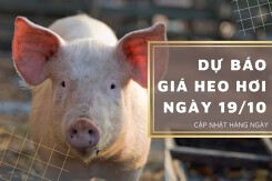 Dự báo giá heo hơi ngày 19/10: Thị trường duy trì đà giảm?