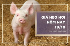 Giá heo hơi hôm nay 19/10: Tiếp tục giảm 1.000 đồng/kg