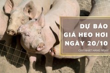 Dự báo giá heo hơi ngày 20/10: Giảm tiếp trên diện rộng?