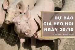 Dự báo giá heo hơi ngày 20/10: Giảm tiếp trên diện rộng?
