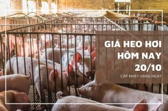 Giá heo hơi hôm nay 20/10: Tăng giảm trái chiều, mức tăng cao nhất 3.000 đồng/kg