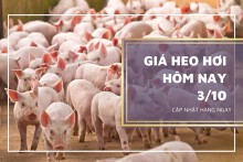 Giá heo hơi hôm nay 3/10: Giảm 1.000 đồng/kg