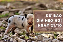 Dự báo giá heo hơi ngày 21/10: Thị trường sẽ tăng trở lại?