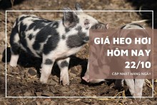 Giá heo hơi hôm nay 22/10: Thị trường sẽ chuyển biến tích cực trong tuần tới?