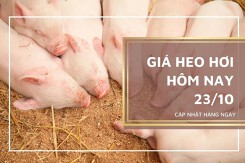 Giá heo hơi hôm nay 23/10: Ổn định, cao nhất 53.000 đồng/kg