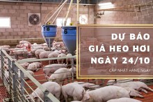 Dự báo giá heo hơi ngày 24/10: Thị trường khởi sắc?