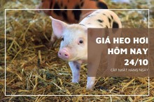 Giá heo hơi hôm nay 24/10: Tăng tại nhiều địa phương trên cả nước
