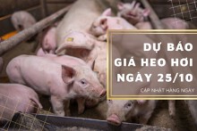 Dự báo giá heo hơi ngày 25/10: Thị trường tiếp đà đi lên?