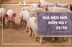 Giá heo hơi hôm nay 25/10: Tiếp đà tăng, cao nhất 55.000 đồng/kg