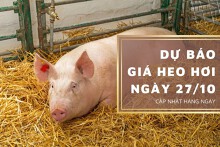 Dự báo giá heo hơi ngày 27/10: Xu hướng tăng vẫn tiếp diễn?