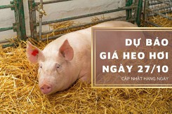 Dự báo giá heo hơi ngày 27/10: Xu hướng tăng vẫn tiếp diễn?