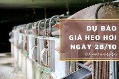 Dự báo giá heo hơi ngày 28/10: Các địa phương điều chỉnh trái chiều?