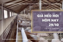 Giá heo hơi hôm nay 29/10: Các địa phương tiếp tục điều chỉnh tăng trong tuần tới?