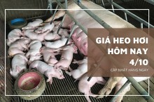 Giá heo hơi hôm nay 4/10: Giảm nhẹ 1.000 đồng/kg ở một vài địa phương