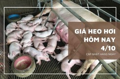 Giá heo hơi hôm nay 4/10: Giảm nhẹ 1.000 đồng/kg ở một vài địa phương