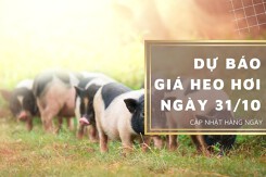 Dự báo giá heo hơi ngày 31/10: Thị trường vẫn sẽ đi xuống?