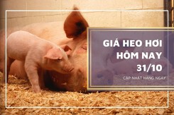 Giá heo hơi hôm nay 31/10: Thị trường biến động không đồng nhất