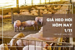 Giá heo hơi hôm nay 1/11: Tăng nhẹ 1.000 đồng/kg