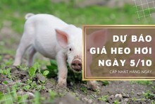 Dự báo giá heo hơi ngày 5/10: Xu hướng giảm vẫn tiếp diễn?