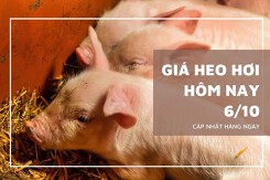 Giá heo hơi hôm nay 6/10: Giảm từ 1.000 đồng/kg đến 2.000 đồng/kg