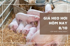 Giá heo hơi hôm nay 8/10: Duy trì xu hướng giảm trong tuần sau?
