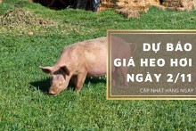 Dự báo giá heo hơi ngày 2/11: Thị trường sẽ biến động trái chiều?