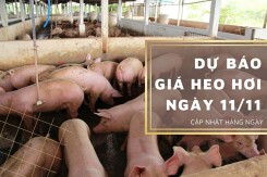Dự báo giá heo hơi ngày 11/11: Thị trường tiếp đà giảm?