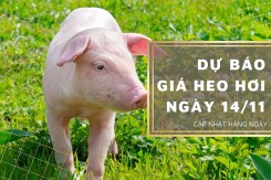 Dự báo giá heo hơi ngày 14/11: Thị trường sẽ giảm?