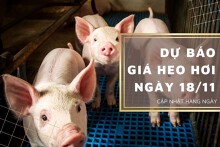 Dự báo giá heo hơi ngày 18/11: Ổn định trên diện rộng?