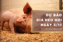 Dự báo giá heo hơi ngày 3/11: Thị trường biến động không đồng nhất?