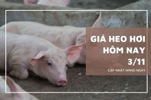Giá heo hơi hôm nay 3/11: Tăng từ 1.000 đồng/kg đến 2.000 đồng/kg