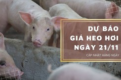 Dự báo giá heo hơi ngày 21/11: Tiếp tục giảm ở nhiều địa phương?