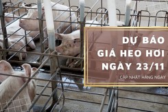 Dự báo giá heo hơi ngày 23/11: Đà giảm chưa chững lại?