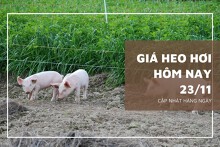 Giá heo hơi hôm nay 23/11: Biến động trái chiều