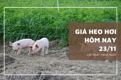 Giá heo hơi hôm nay 23/11: Biến động trái chiều