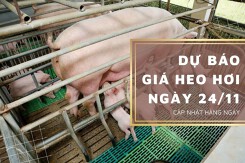 Dự báo giá heo hơi ngày 24/11: Thị trường vẫn tăng giảm khó đoán?