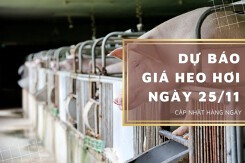 Dự báo giá heo hơi ngày 25/11: Tiếp tục biến động trái chiều?