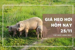 Giá heo hơi hôm nay 25/11: Giảm nhẹ 1.000 đồng/kg ở khu vực phía Bắc