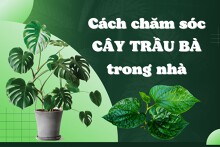 Bật mí cách chăm sóc cây trầu bà trong nhà đơn giản, hiệu quả