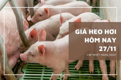 Giá heo hơi hôm nay 27/11: Ổn định, thấp nhất 48.000 đồng/kg