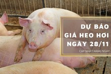 Dự báo giá heo hơi ngày 28/11: Thị trường tiếp tục tăng giảm trái chiều?