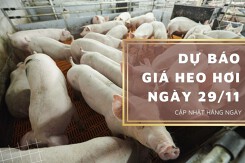Dự báo giá heo hơi ngày 29/11: Các tỉnh, thành tiếp tục giảm?