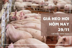 Giá heo hơi hôm nay 29/11: Tiếp đà giảm tại nhiều địa phương trên cả nước