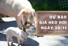Dự báo giá heo hơi ngày 30/11: Đà giảm vẫn tiếp tục kéo dài?
