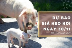 Dự báo giá heo hơi ngày 30/11: Đà giảm vẫn tiếp tục kéo dài?