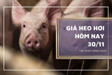 Giá heo hơi hôm nay 30/11: Tiếp tục giảm từ 1.000 đồng/kg và 2.000 đồng/kg