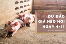 Dự báo giá heo hơi ngày 4/11: Thị trường điều chỉnh trái chiều?