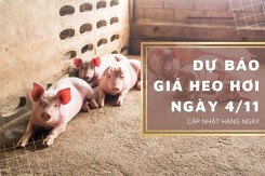 Dự báo giá heo hơi ngày 4/11: Thị trường điều chỉnh trái chiều?